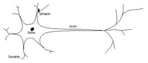 Description: bioneuron